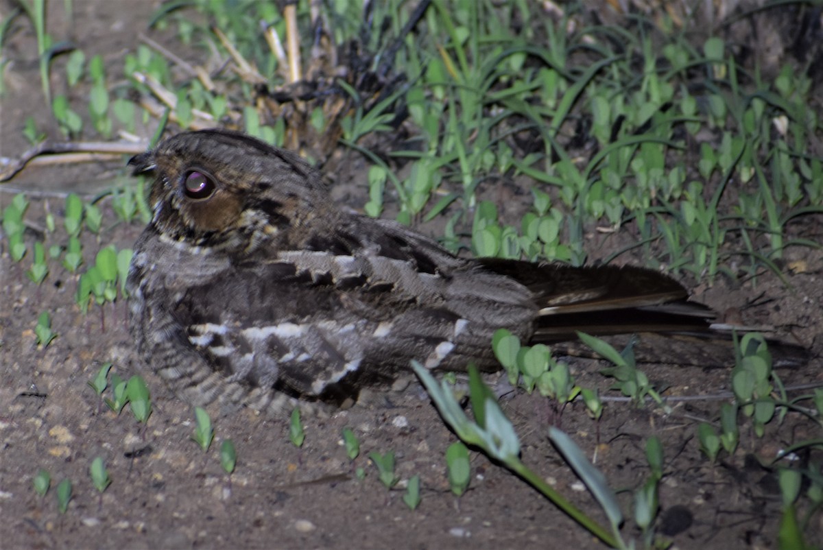 Large-tailed Nightjar - Peter Brown