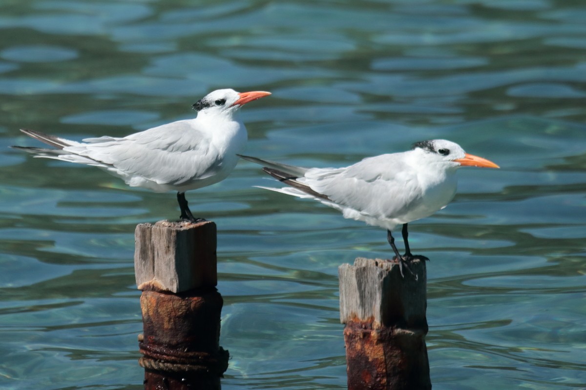 Royal Tern - ML389403681