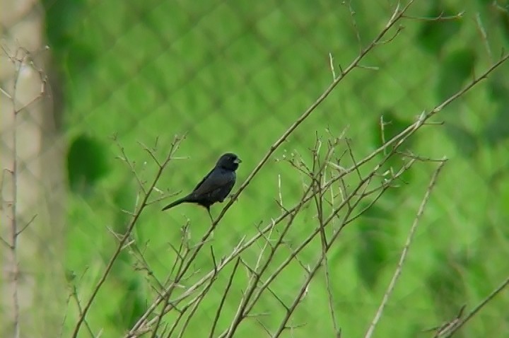 Blue-black Grassquit - Josep del Hoyo