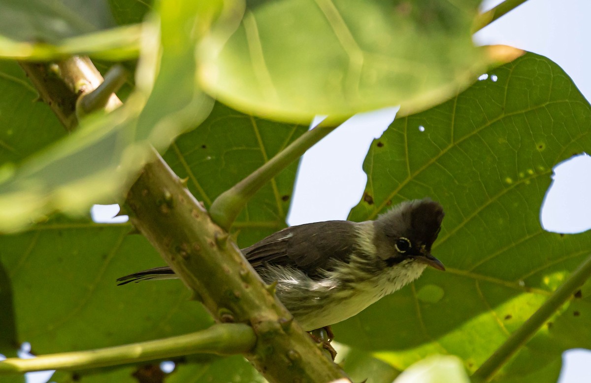 Burmese Yuhina - Ashish John