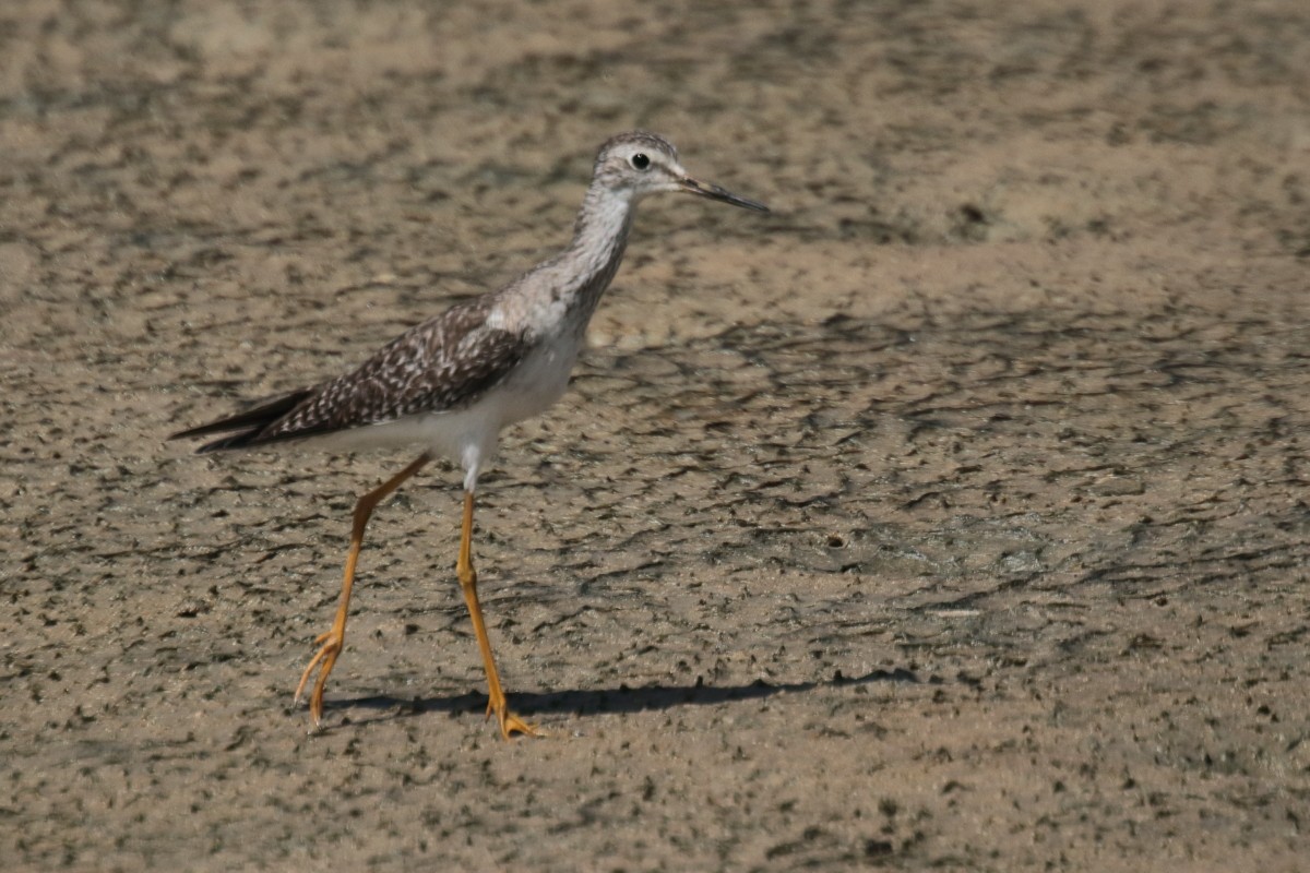 Lesser Yellowlegs - ML389406881