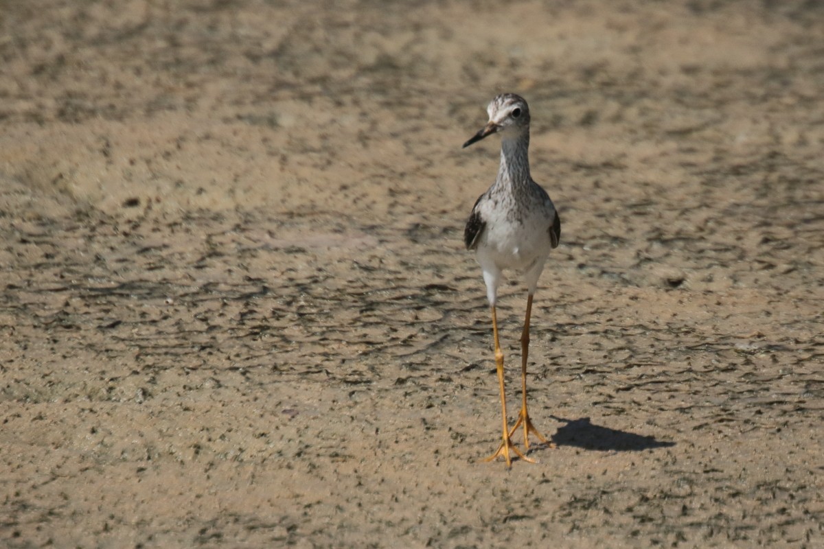 Totano zampegialle minore - ML389406891