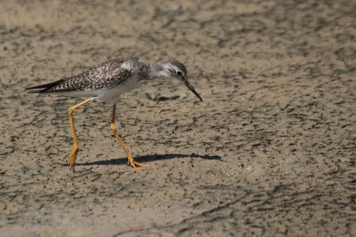 Totano zampegialle minore - ML389406901