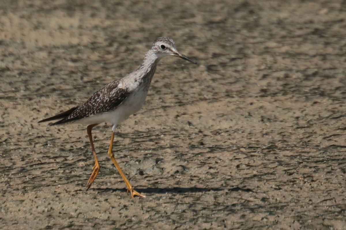 Totano zampegialle minore - ML389406911