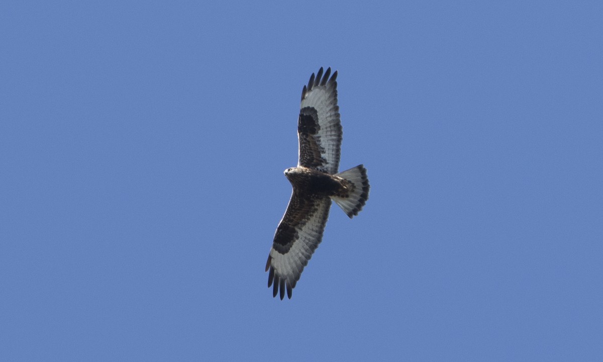 Rough-legged Hawk - ML38940781