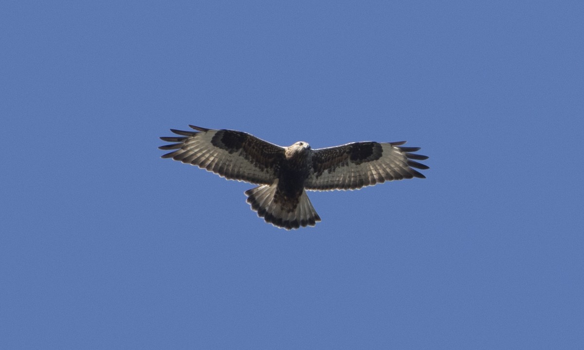 Rough-legged Hawk - Brian Sullivan