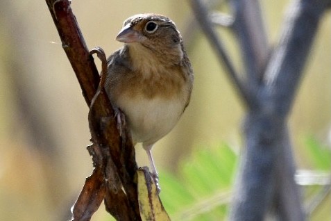 Grasshopper Sparrow - ML389408021