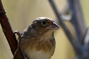 Grasshopper Sparrow - ML389408051