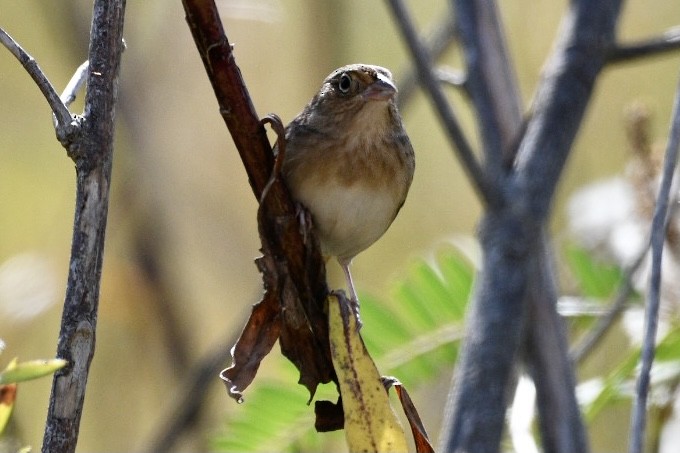Grasshopper Sparrow - ML389408061