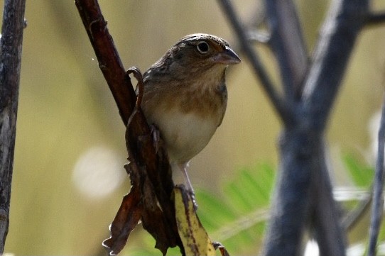 Grasshopper Sparrow - ML389408071