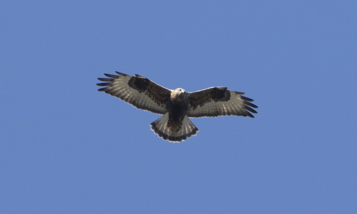 Rough-legged Hawk - ML38940811