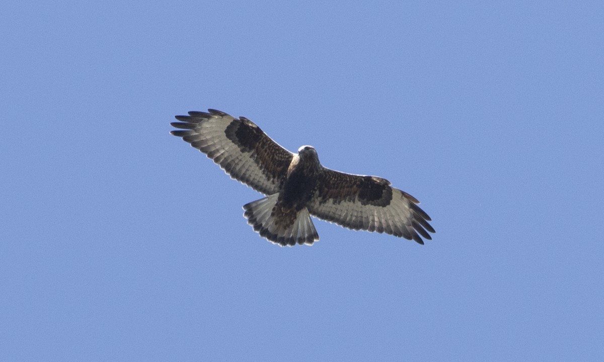 Rough-legged Hawk - ML38940821