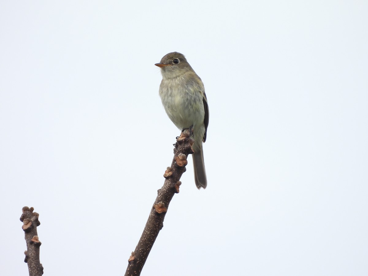 Least Flycatcher - ML389408881