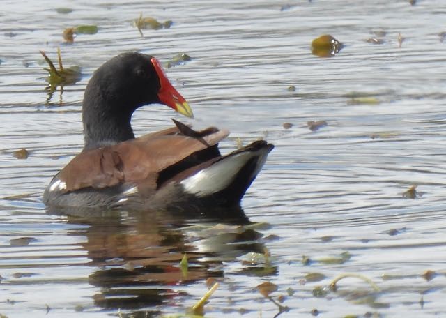 Common Gallinule - ML389409081