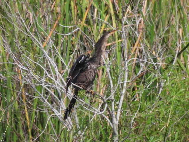 Amerika-Schlangenhalsvogel - ML389409191