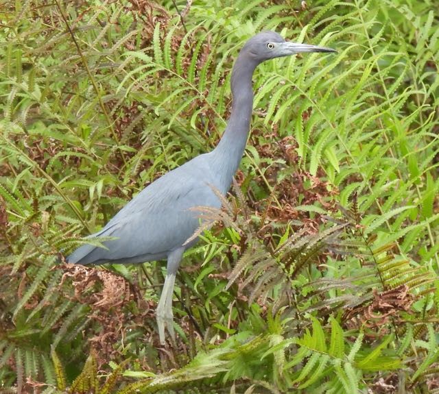 Little Blue Heron - ML389409241