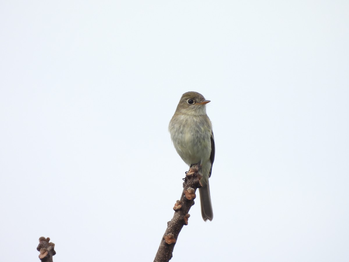 Least Flycatcher - ML389409271