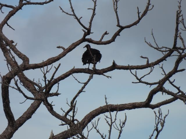 Black Vulture - ML389409401