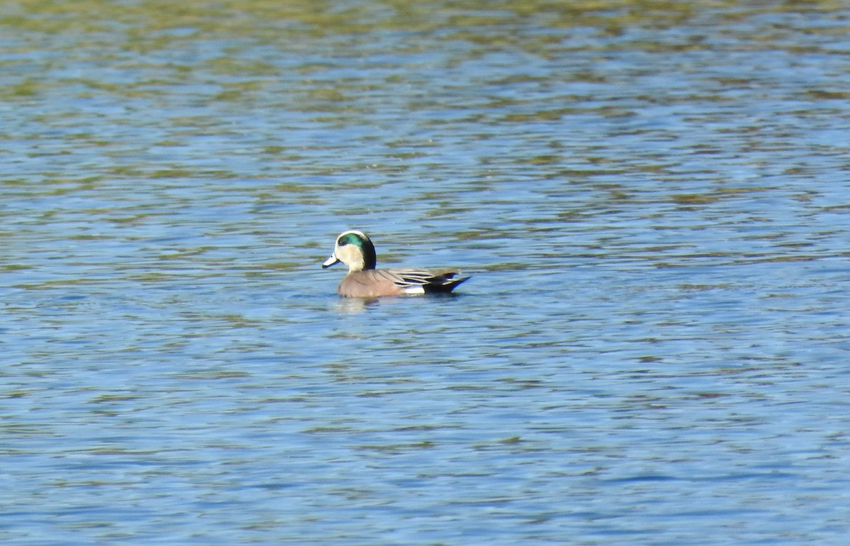 American Wigeon - ML389409461