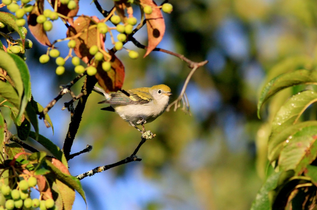 Chestnut-sided Warbler - ML38940981