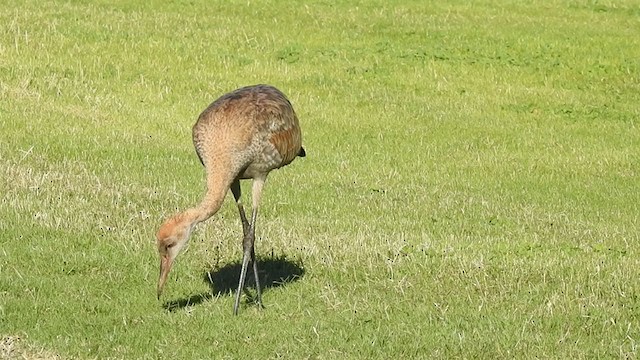 Sandhill Crane - ML389410081