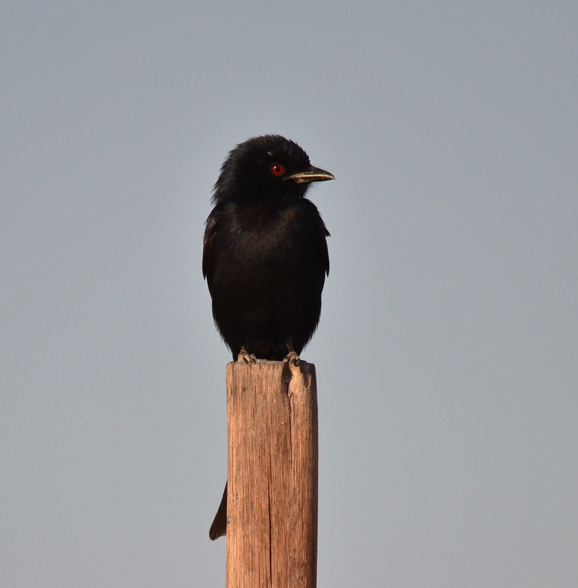 Fork-tailed Drongo - ML389412261