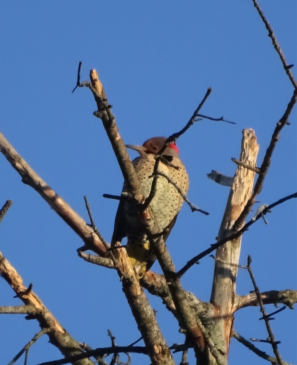 Northern Flicker - ML389414201