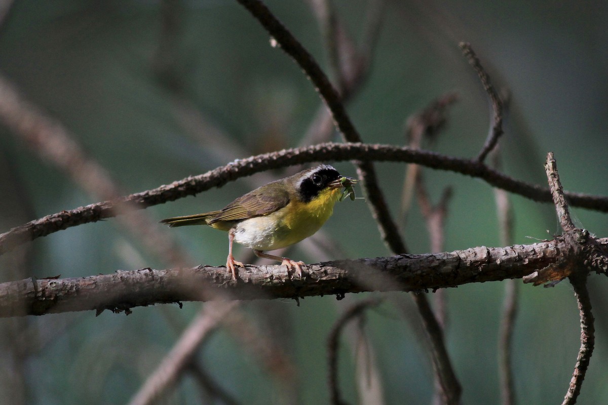 Common Yellowthroat - ML38941461