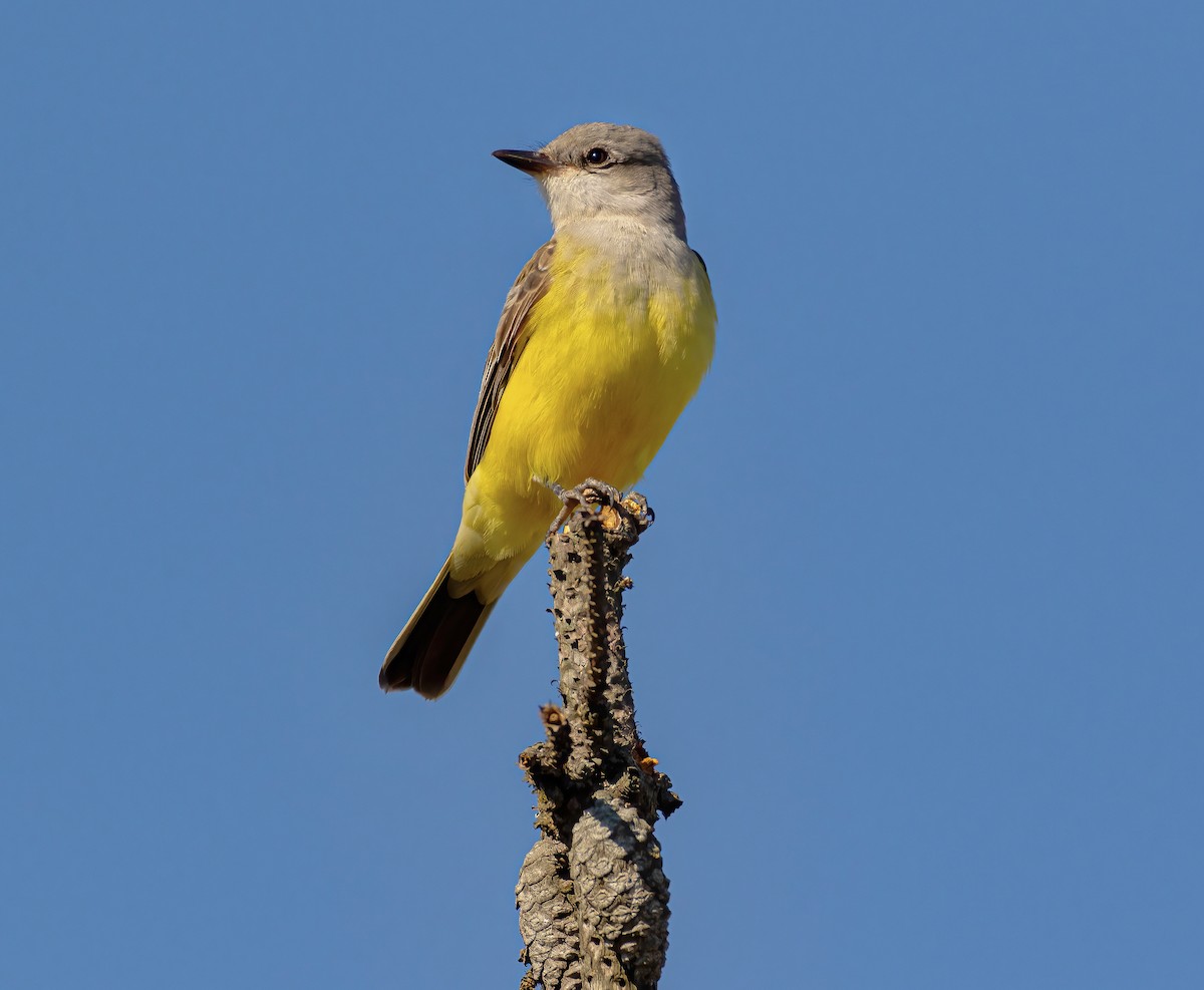 Western Kingbird - ML389416041