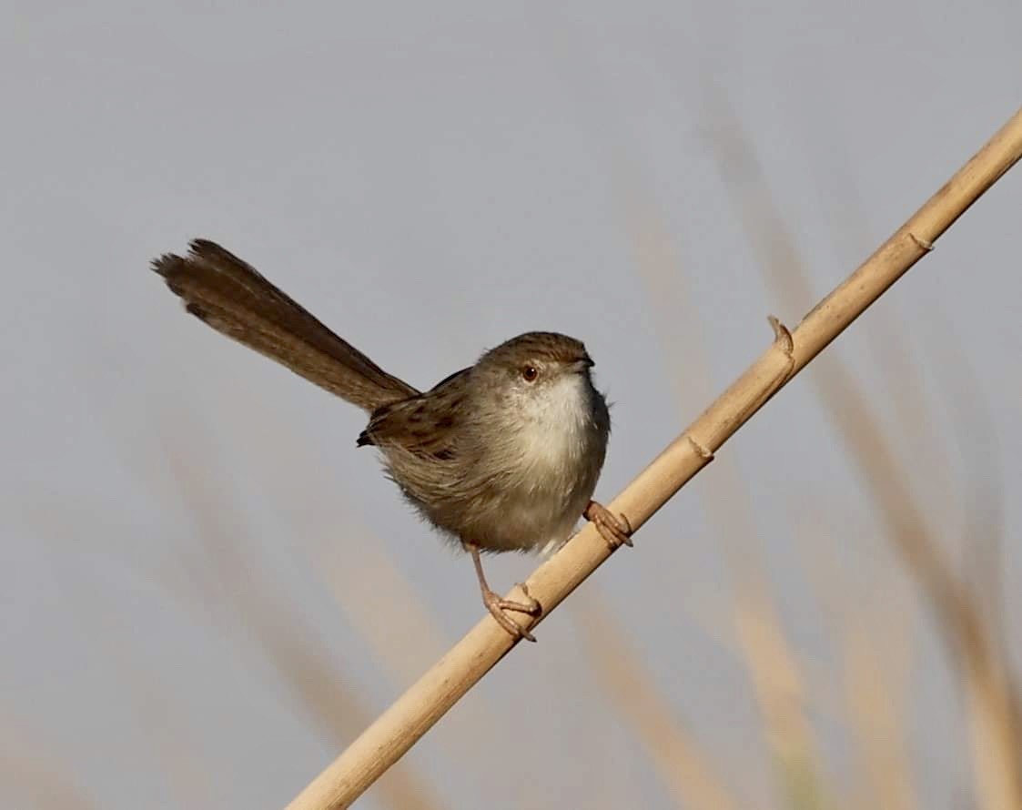 Delicate Prinia - ML389416301