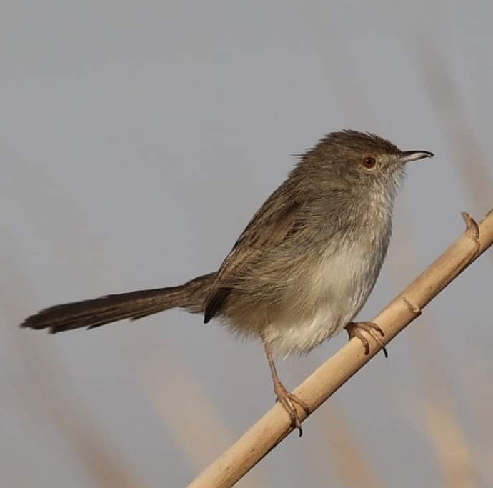 Prinia Delicada - ML389416311