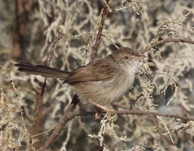 Prinia Delicada - ML389416321