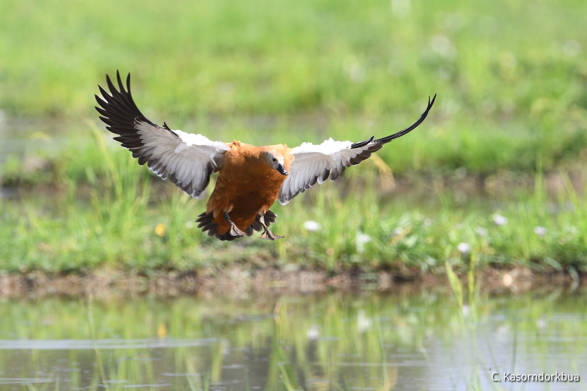 Ruddy Shelduck - Chaiyan Kasorndorkbua