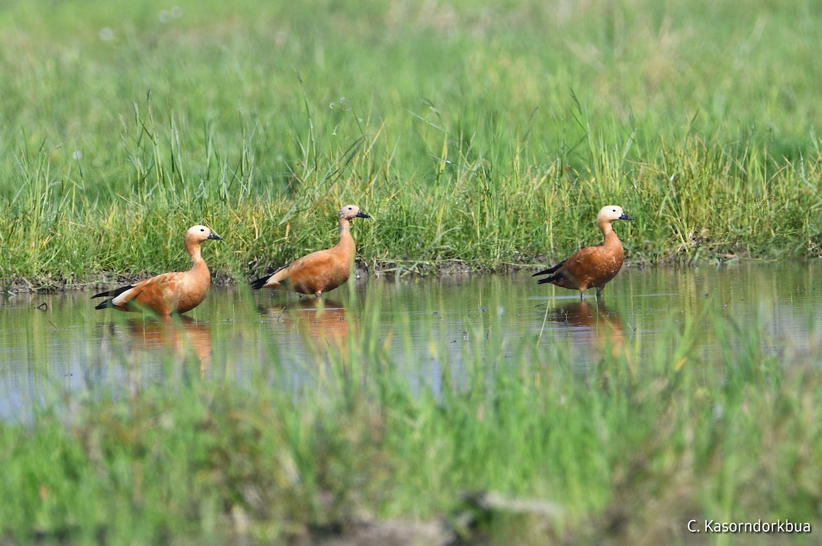 Ruddy Shelduck - ML389416911