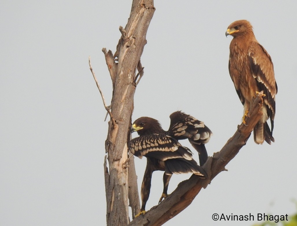Indian Spotted Eagle - AVINASH BHAGAT
