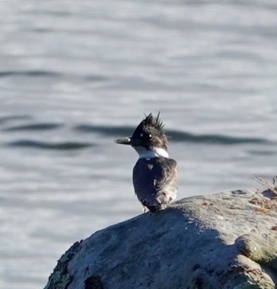 Belted Kingfisher - ML389417721