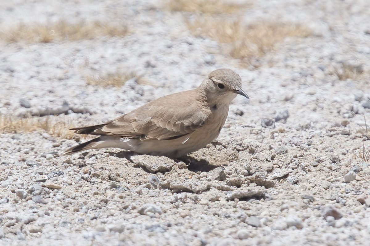 Creamy-rumped Miner - Arthur Grosset