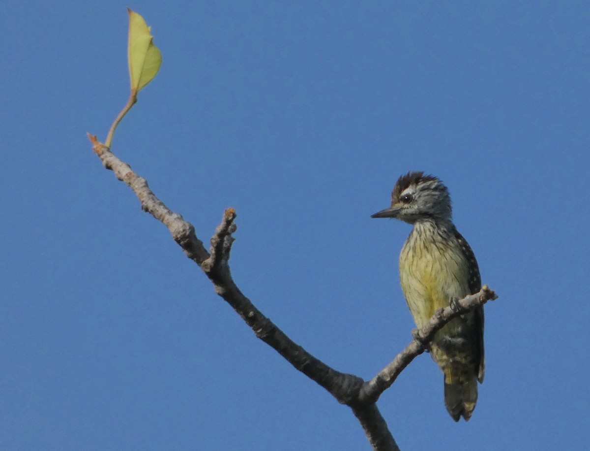 Cardinal Woodpecker - ML389418421