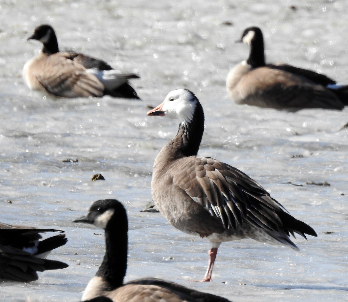 Snow Goose - ML389418881