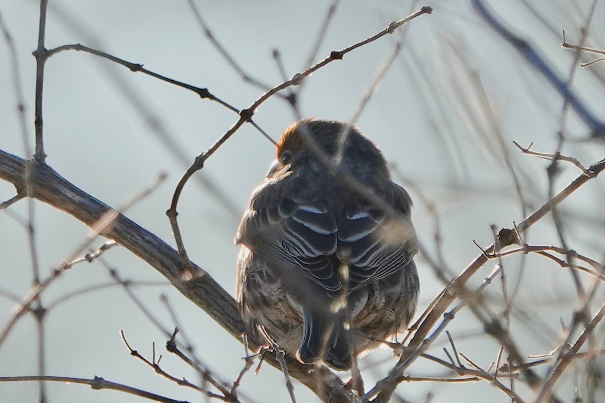 House Finch - ML389419451