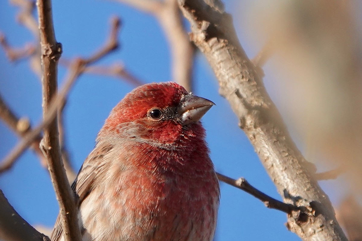 House Finch - ML389419461