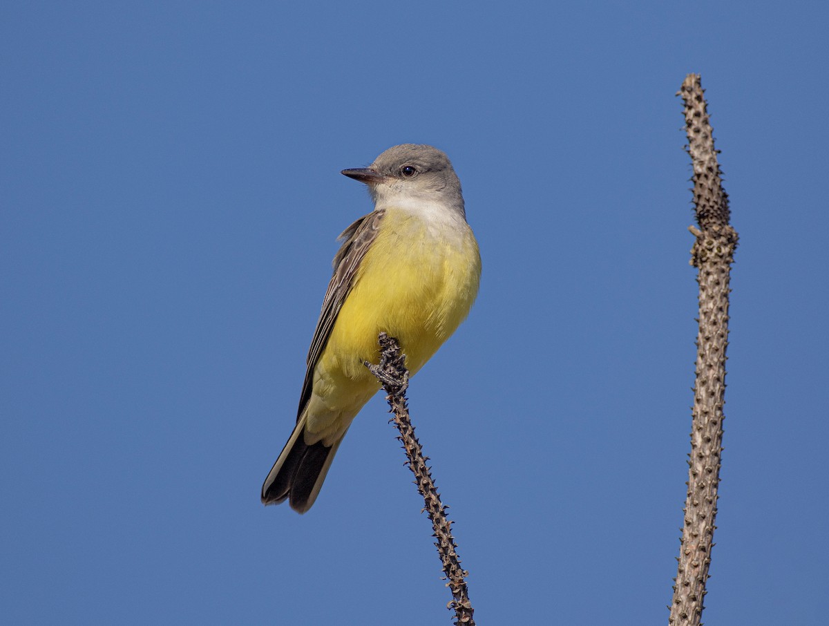 Western Kingbird - ML389419761