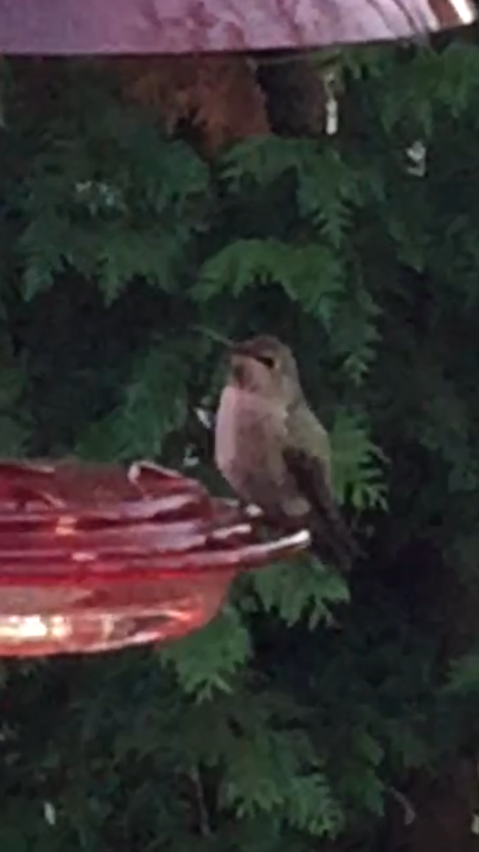 kalypta růžovohlavá - ML389425641