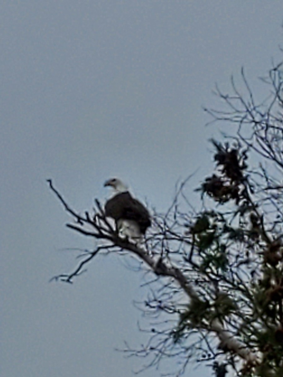 Bald Eagle - ML389427461