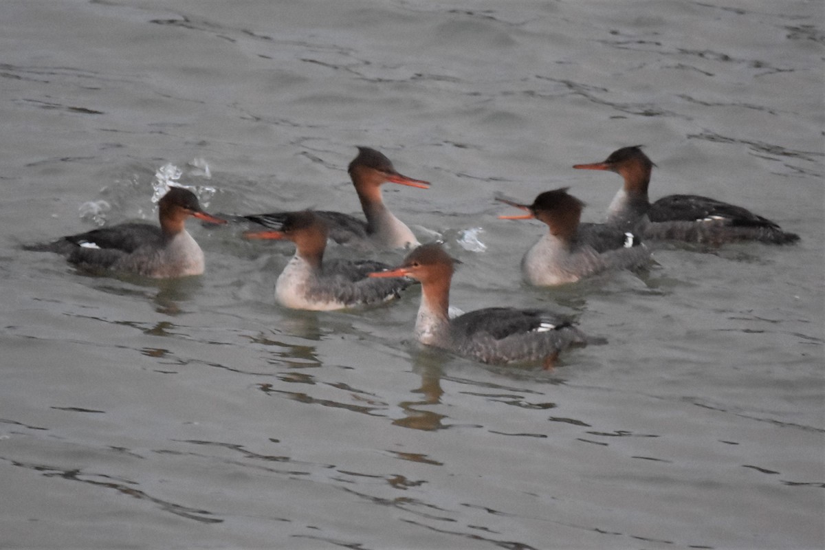 Red-breasted Merganser - ML389430341