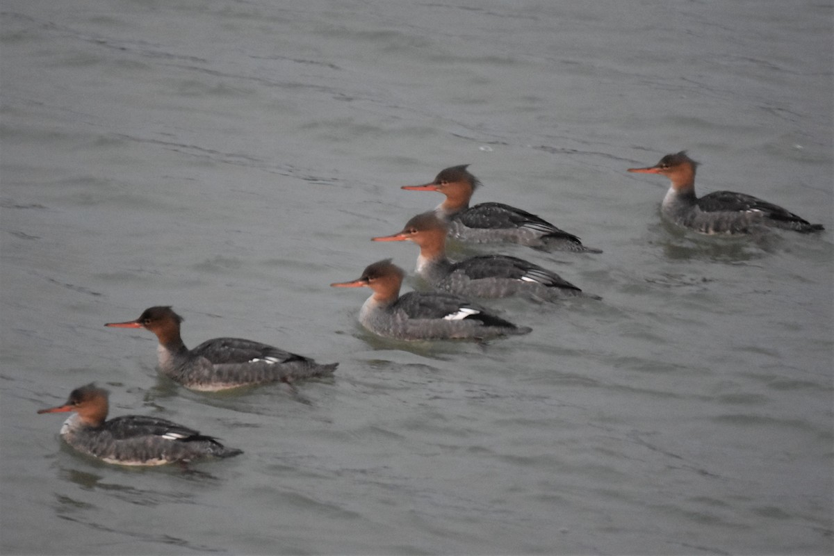 Red-breasted Merganser - ML389430351