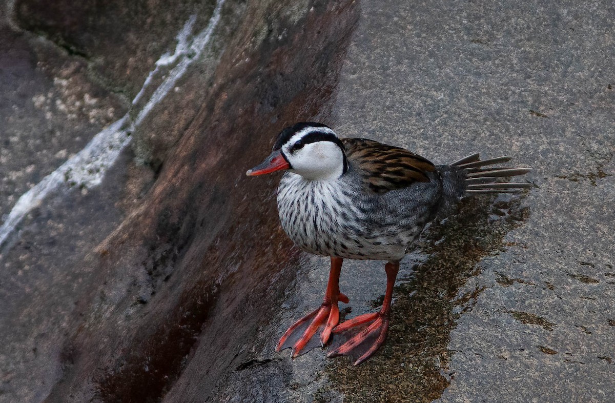 Torrent Duck - Chris Jones