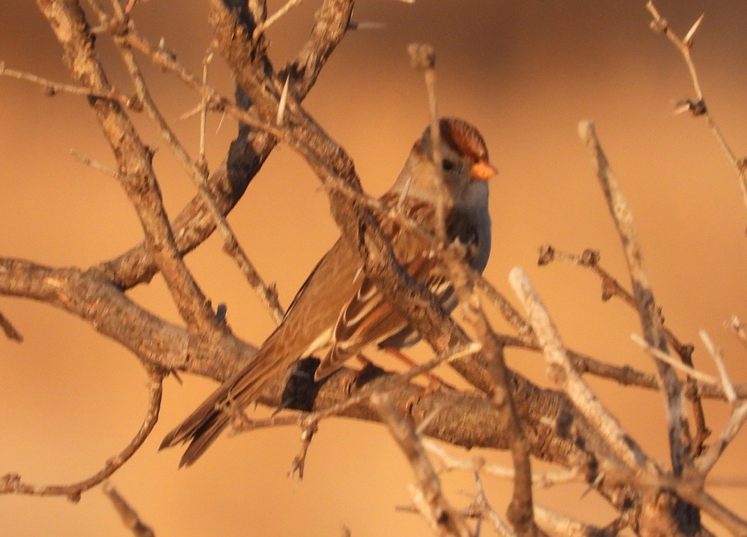 new world sparrow sp. - ML389434921