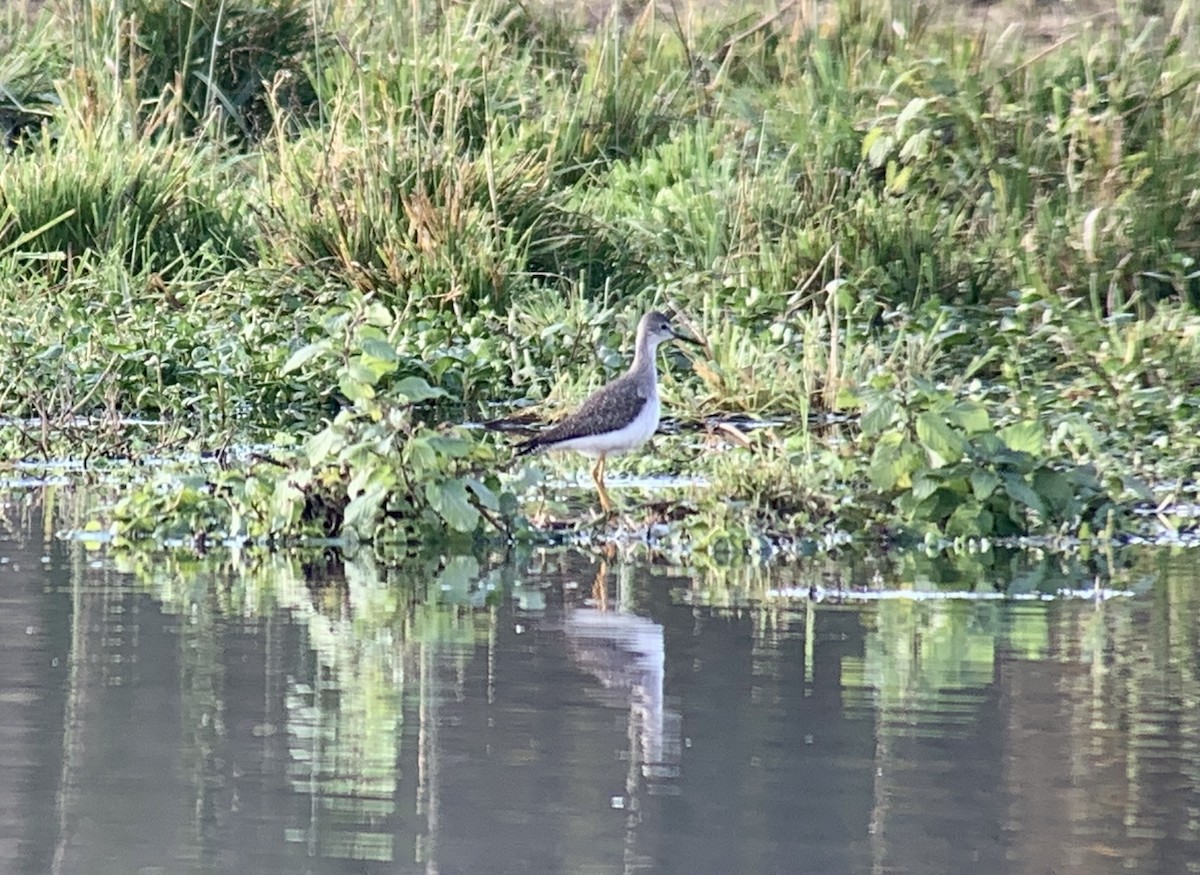 Lesser Yellowlegs - Iris Lichtenberg