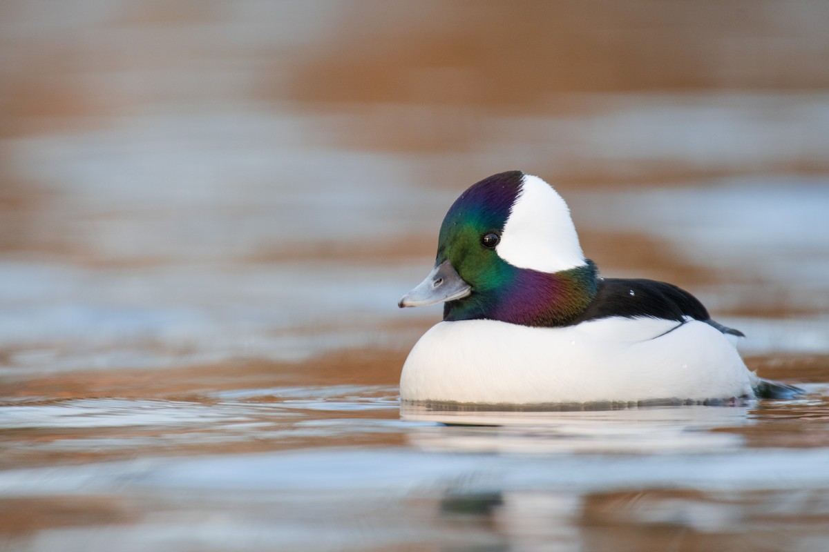 Bufflehead - Ian Hearn